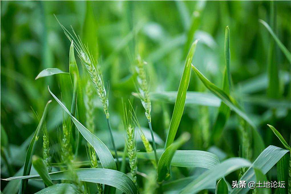 多地紧急排查割青麦行为！具体有哪些地区？割青麦做饲料违法吗？
