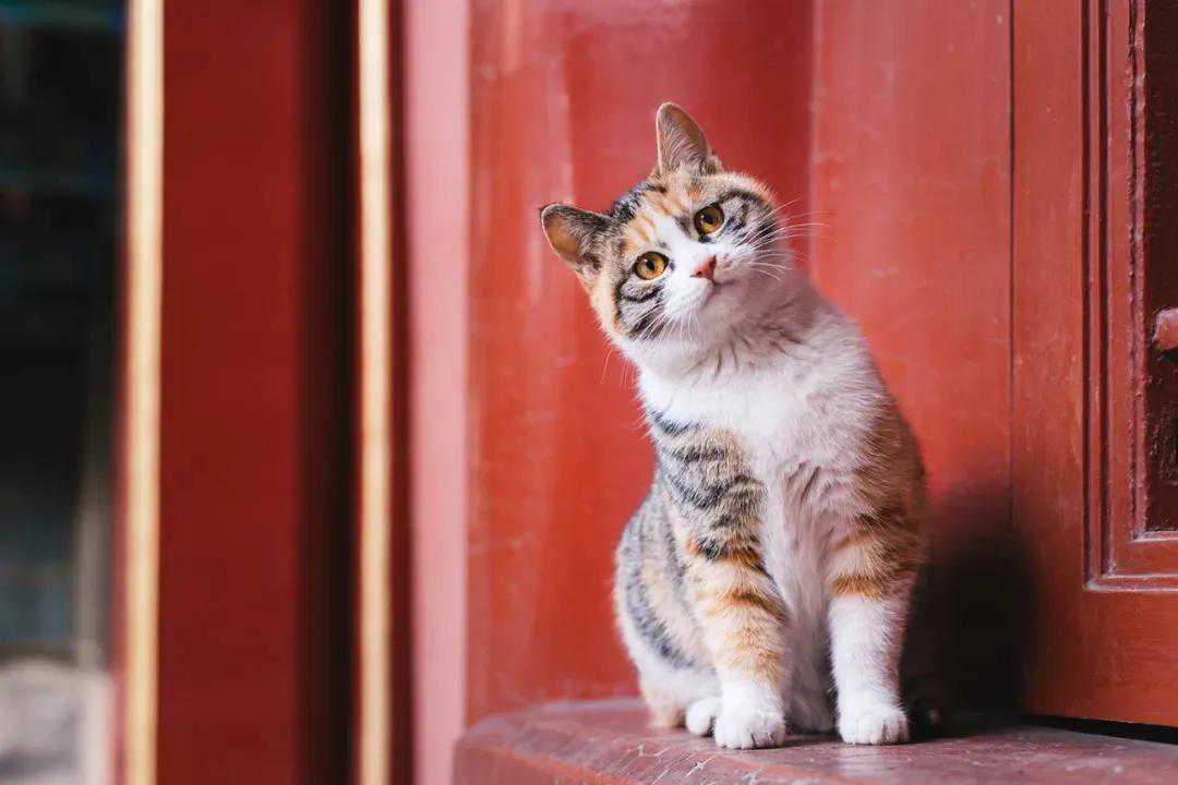 故宫灵物——猫咪
