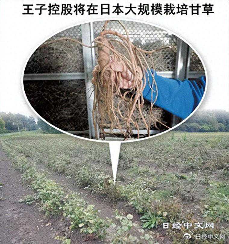 王子控股将在日本量产“甘草”