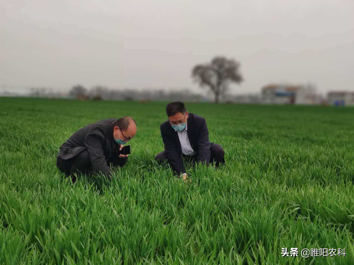 这个新药控旺效果比多效唑还好，持效期长，无毒无残留